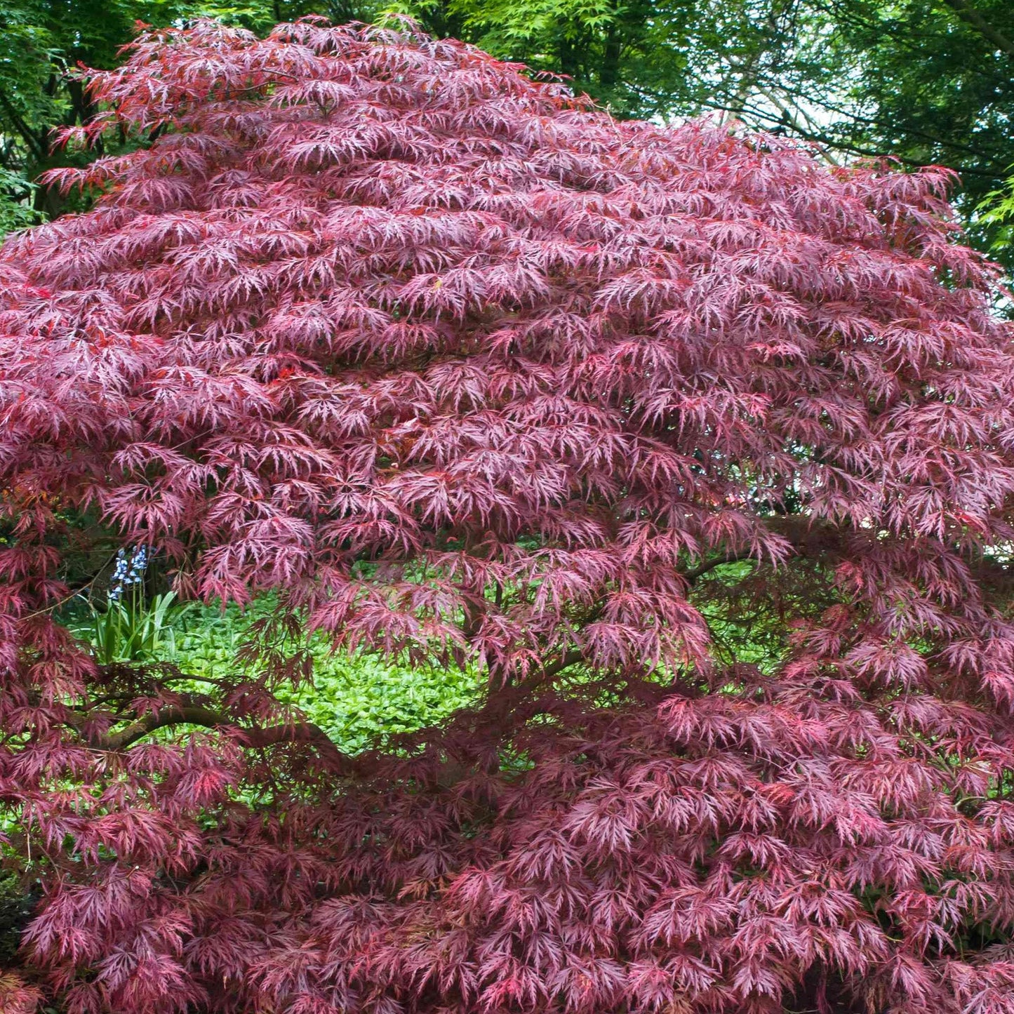 Acer 'Crimson Queen'