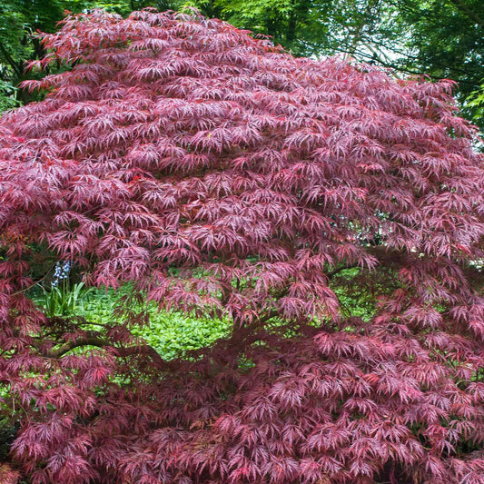 Acer 'Crimson Queen'