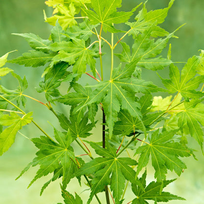 Acer 'Going Green'