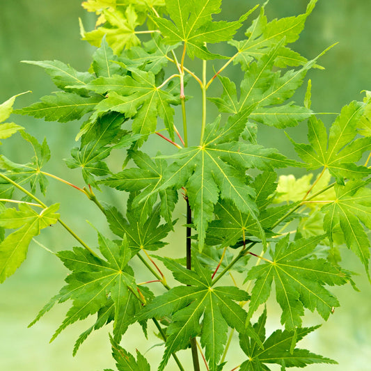 Acer 'Going Green'