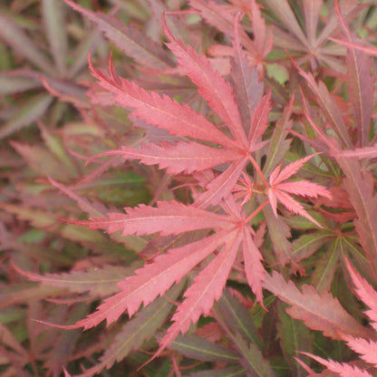 Acer 'Jerre Schwartz'
