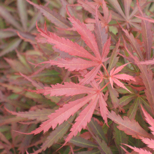 Acer 'Jerre Schwartz'