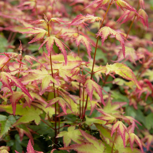 Acer 'Little Princess'
