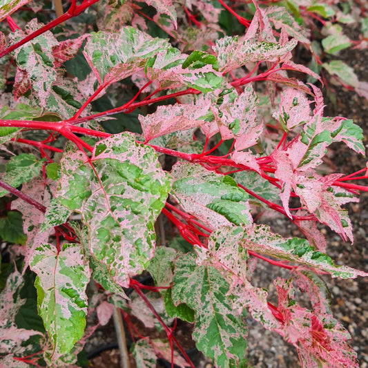Acer 'Red Flamingo'