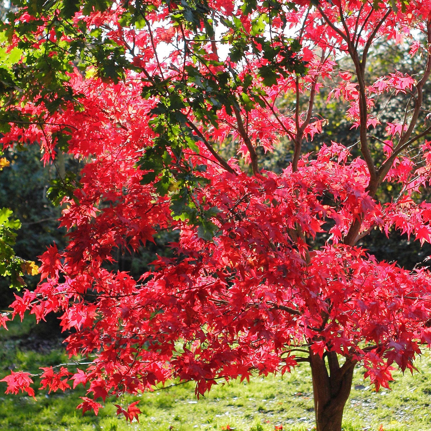 Acer 'Redwine'