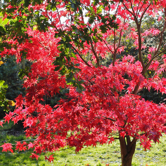 Acer 'Redwine'