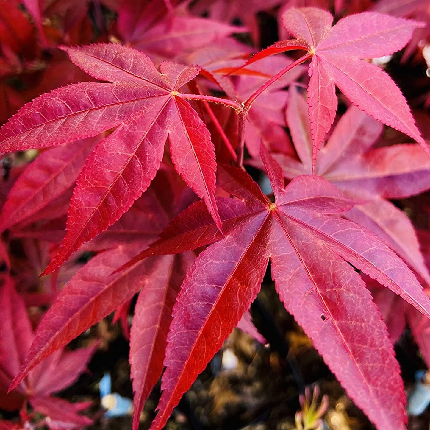 Acer 'Rhode Island Red'