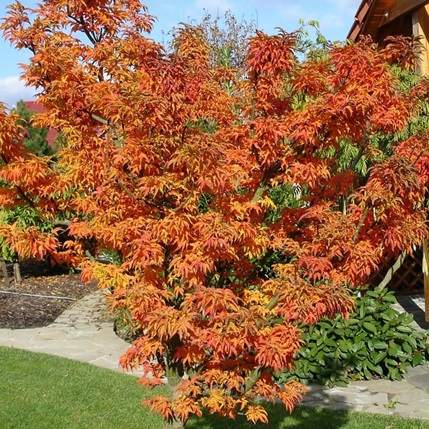 Acer 'Shishigashira'