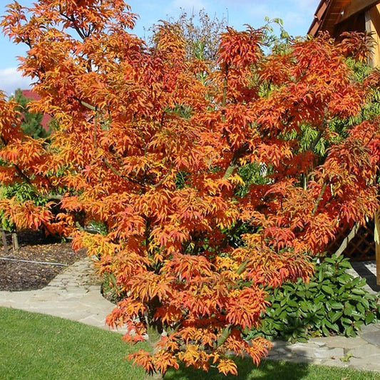 Acer 'Shishigashira'