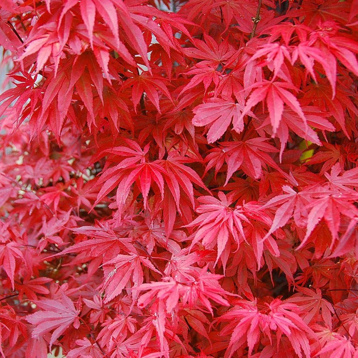 Acer 'Skeeter's Broom'