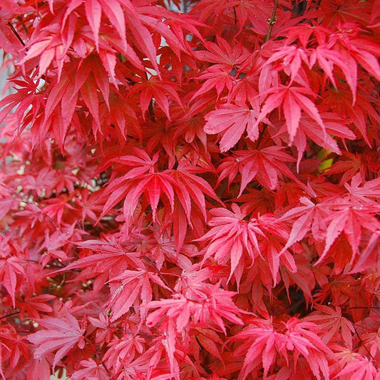 Acer 'Skeeter's Broom'