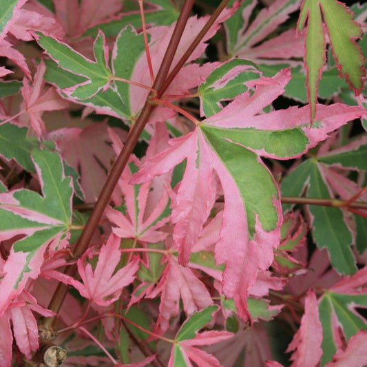 Acer 'Taylor'