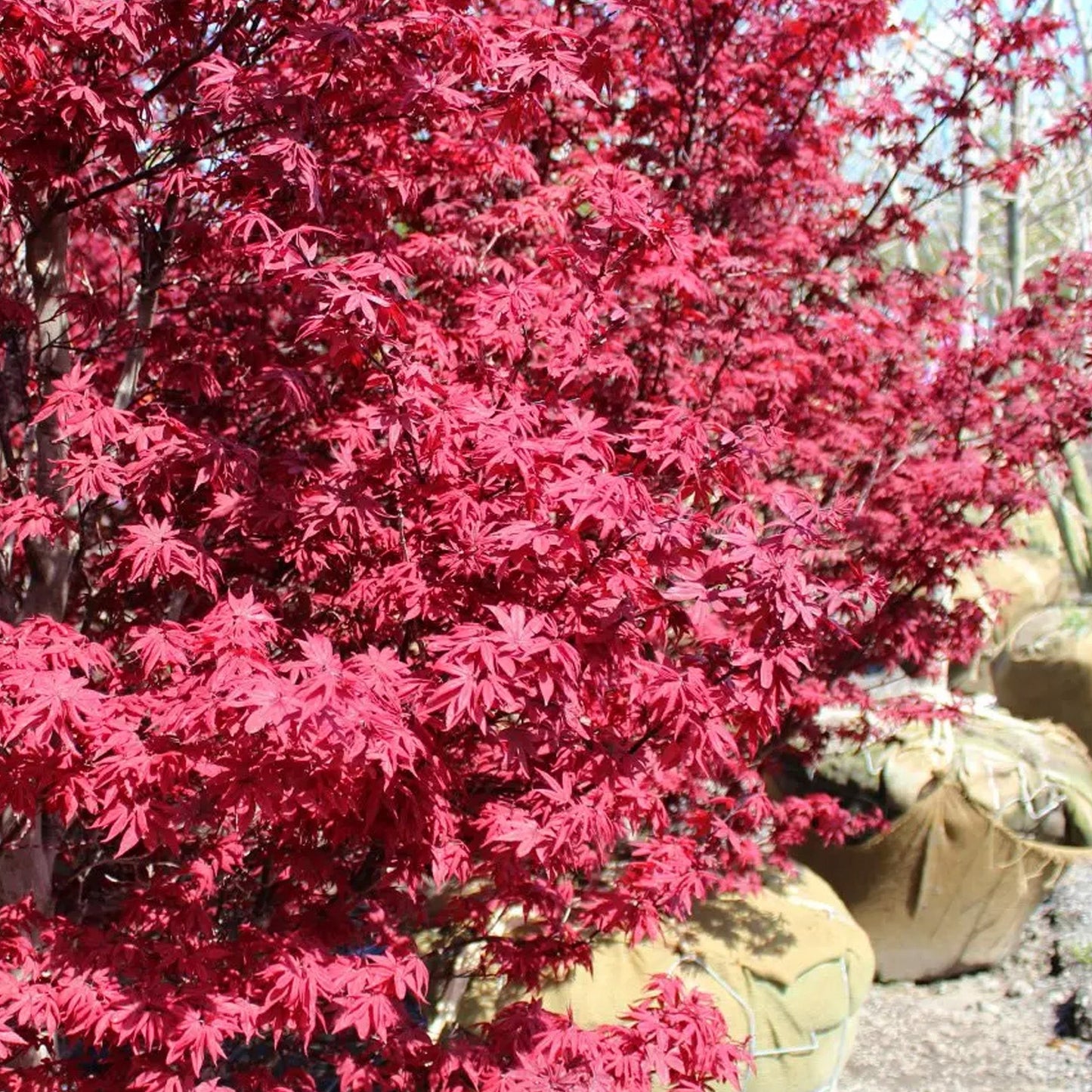 Acer 'Twombly's Red Sentinel'