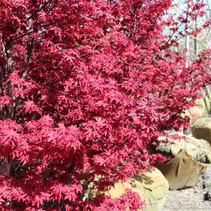 Acer 'Twombly's Red Sentinel'
