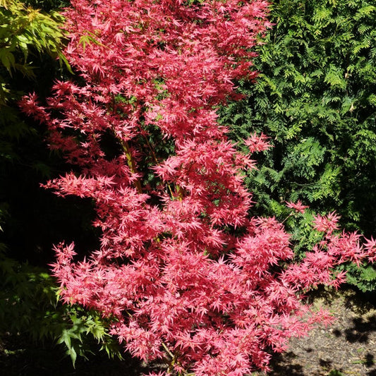 Acer 'Wilson's Pink Dwarf'