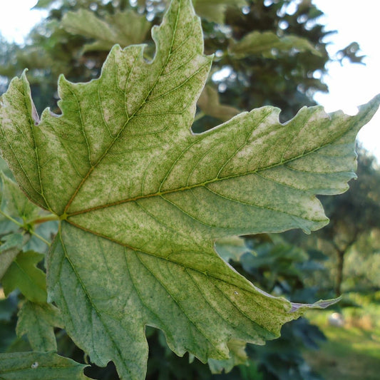 Acer 'Prinz Handjéry'