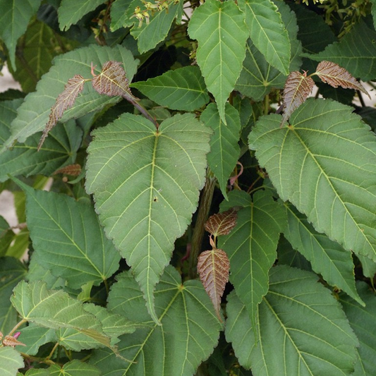 Acer 'Viper'