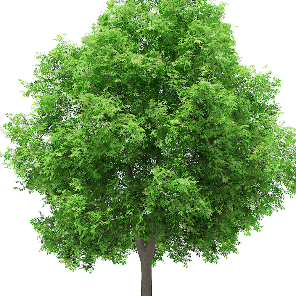 Aesculus hippocastanum