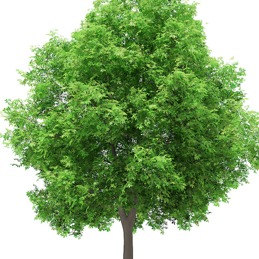 Aesculus hippocastanum