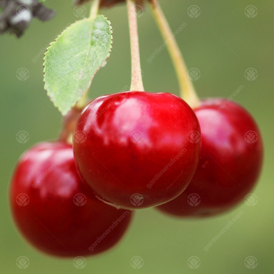Cherry 'Summer Sun'