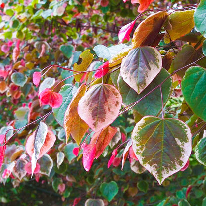 Cercis 'Carolina Sweetheart'
