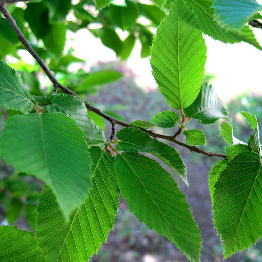 Carpinus 'Fastigiata'