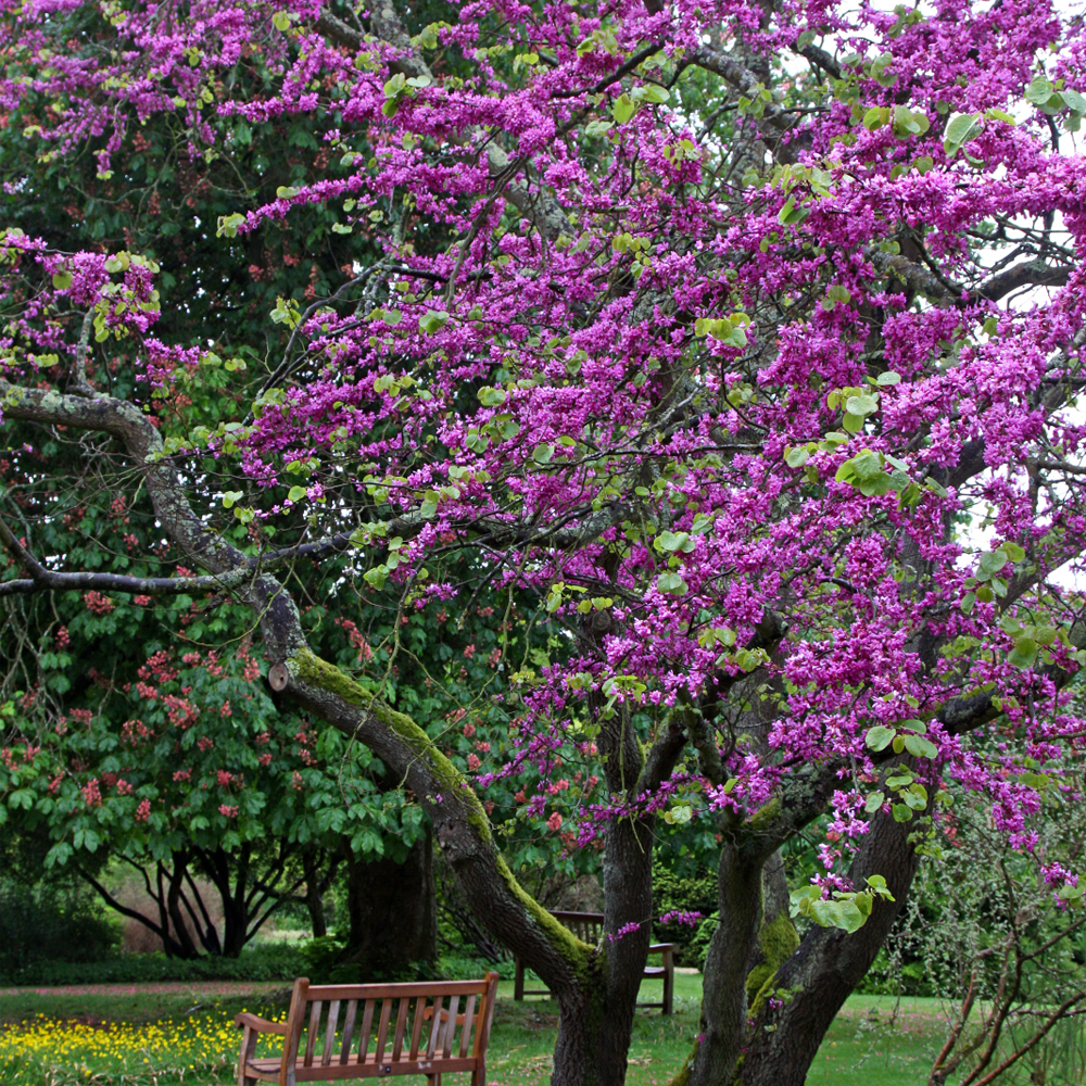 Cercis 'Bodnant'