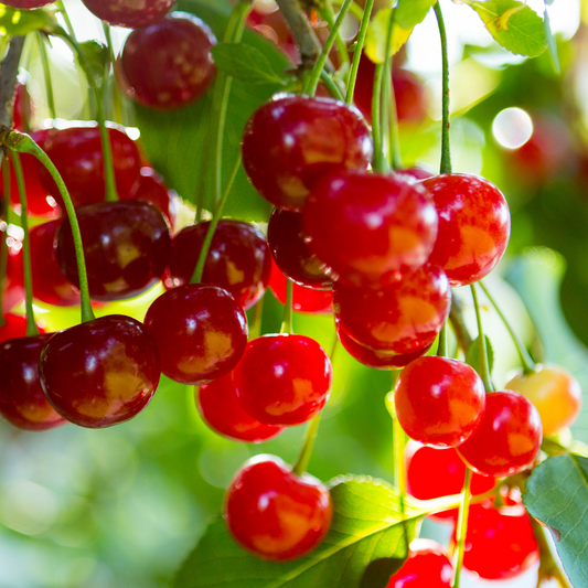 Cherry 'Sunburst'
