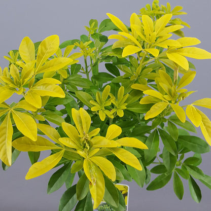 Choisya 'Sundance' Patio Tree