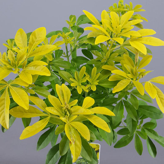 Choisya 'Sundance' Patio Tree