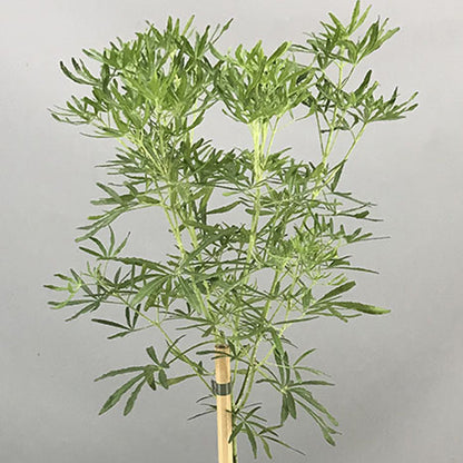 Choisya 'White Dazzler' Patio Tree