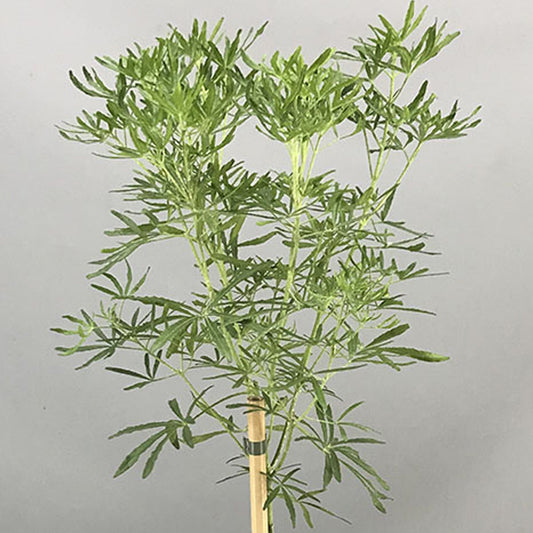 Choisya 'White Dazzler' Patio Tree