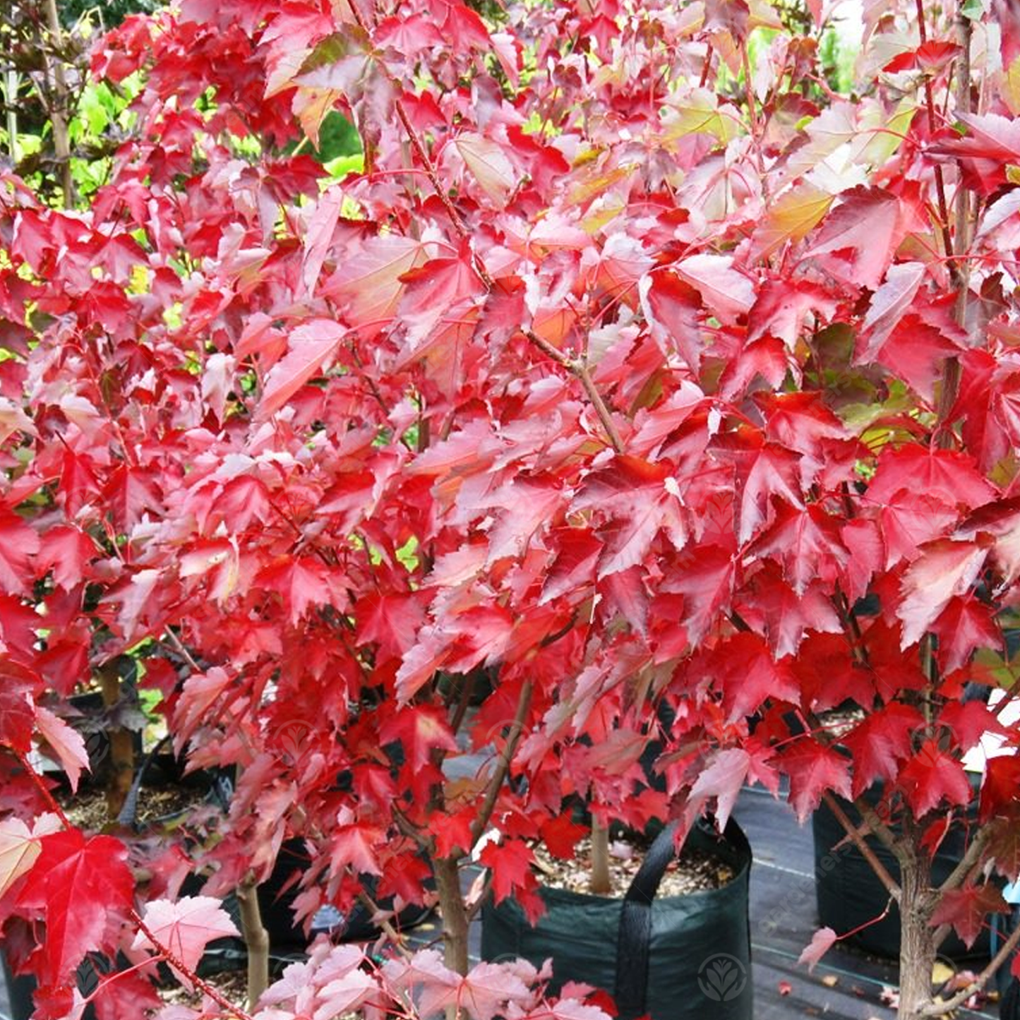 Acer 'Fairview Flame'