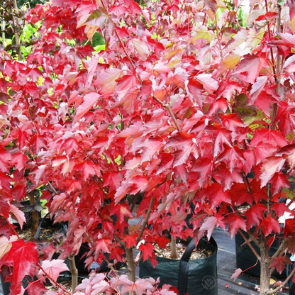 Acer 'Fairview Flame'