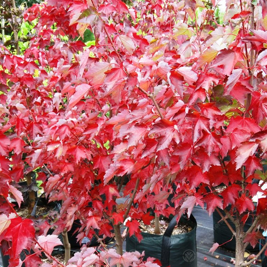 Acer 'Fairview Flame'