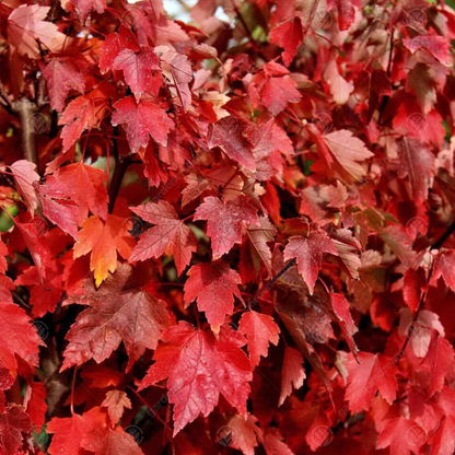 Acer 'Sun Valley'