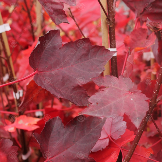 Acer 'Sun Valley'