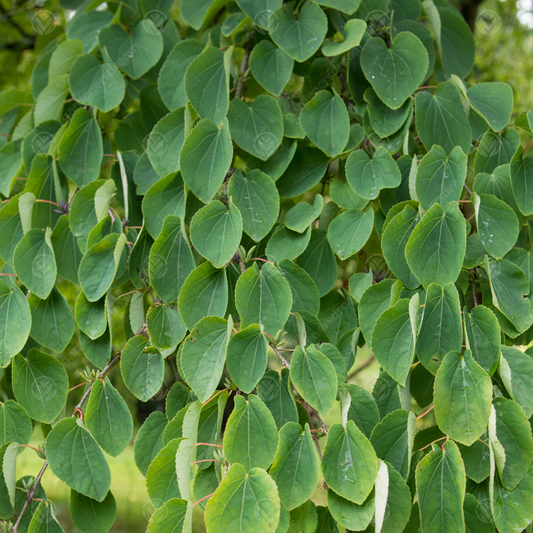 Cercidiphyllum japonicum