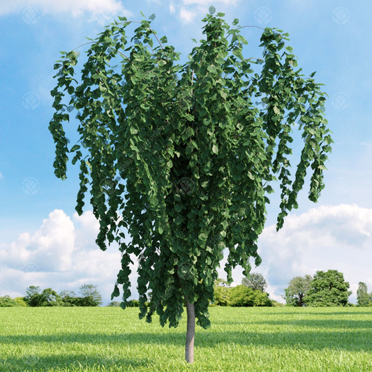 Cercidiphyllum 'Pendulum'
