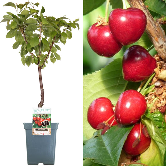 Cherry 'Stella' Patio Tree