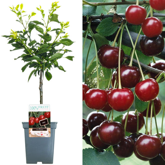 Cherry 'Morello' Patio Tree