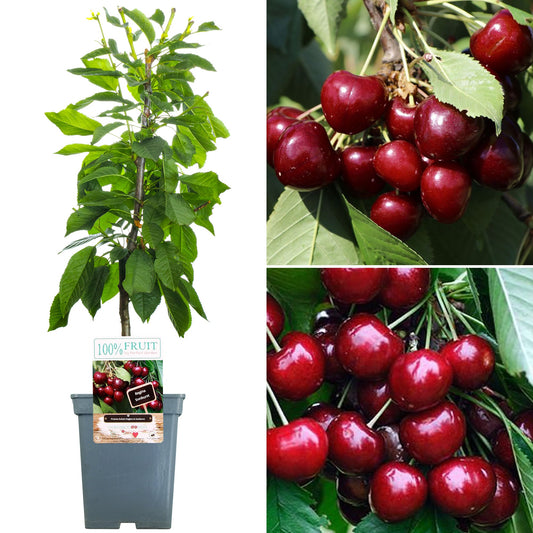 Cherry Duo Patio Tree