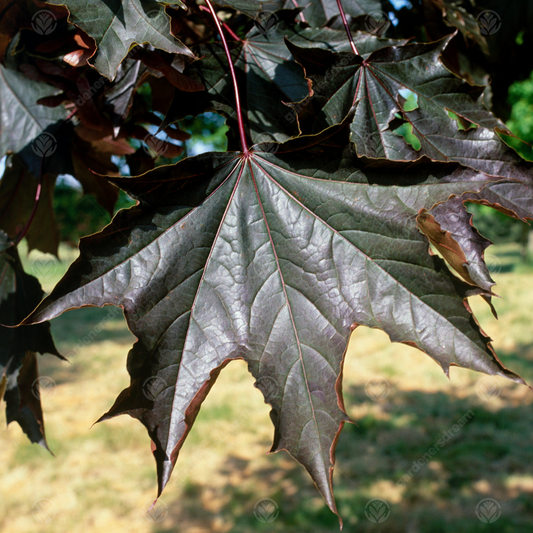 Acer 'Crimson King'
