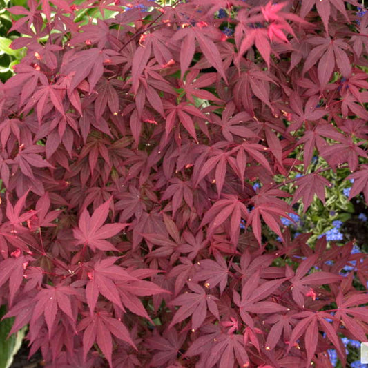 Acer 'Atropurpureum'