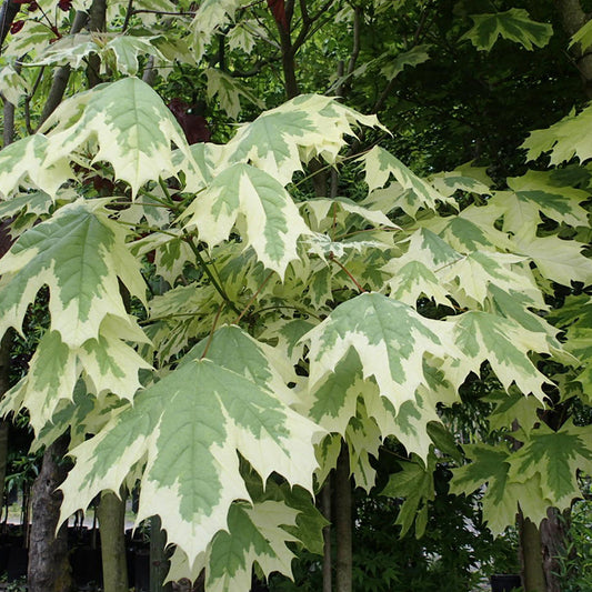 Acer 'Drummondii'