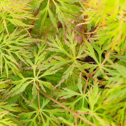 Acer 'Emerald Lace'