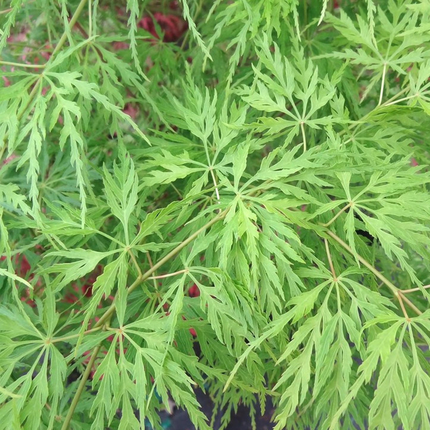 Acer 'Emerald Lace'