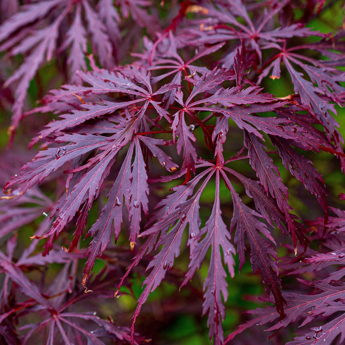 Acer 'Garnet'