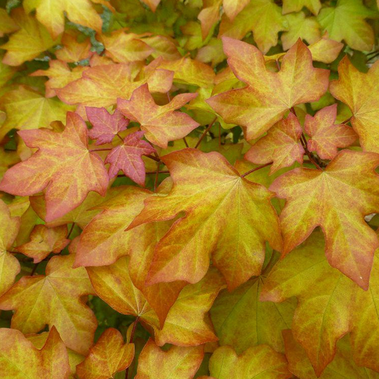 Acer orientalia Tree