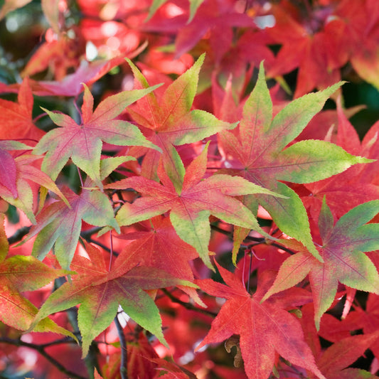 Acer 'Osakazuki'